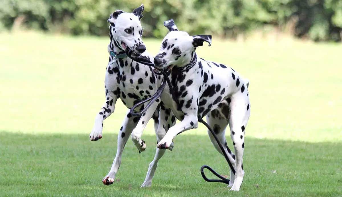 dalmatians playing