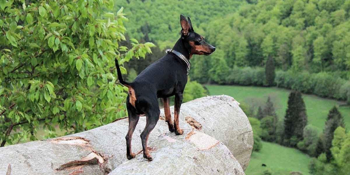 adventurous miniature pinscher