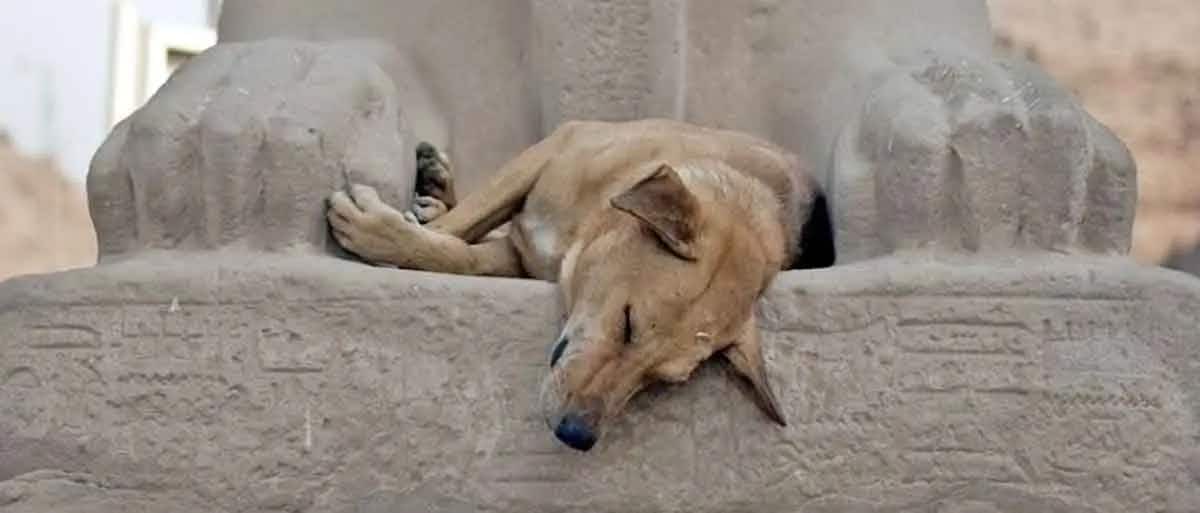 feral dog egypt