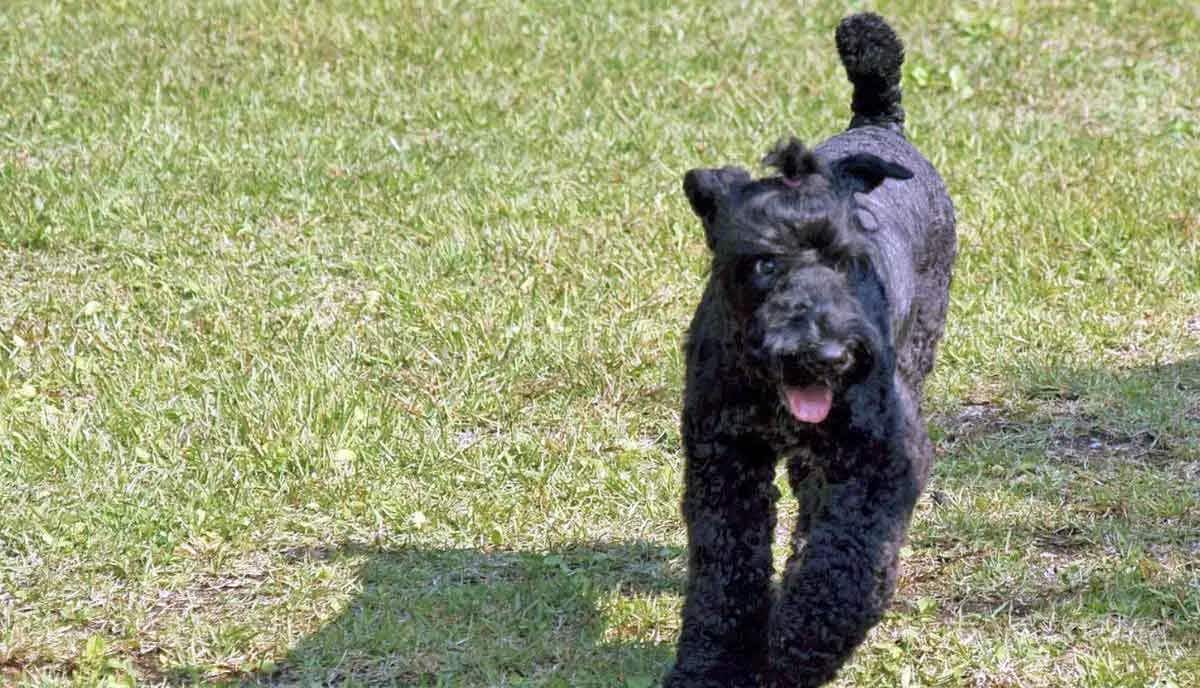 Kerry Blue Terrier Exercise