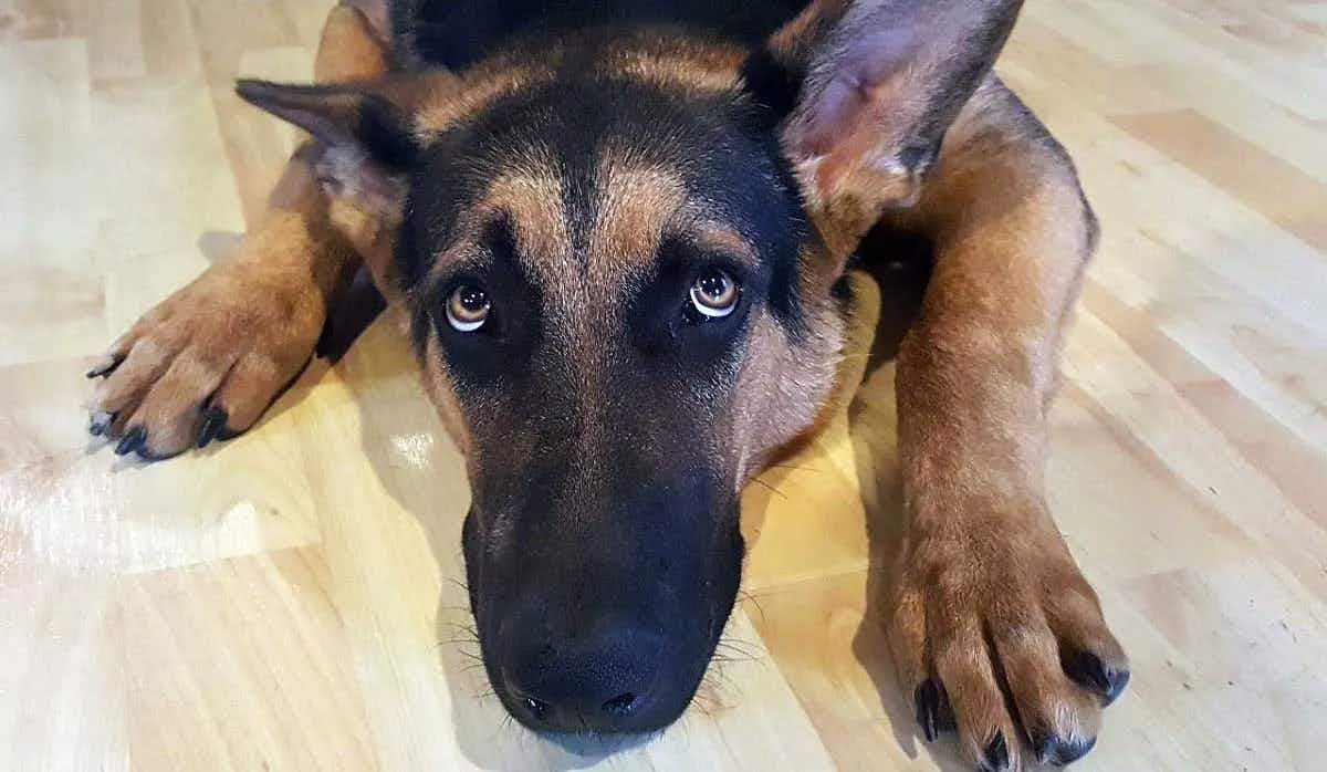 anxious german shepherd