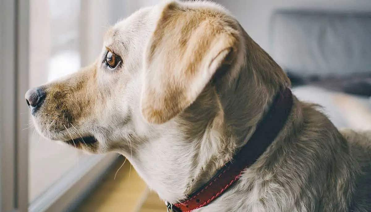 lab looking out window