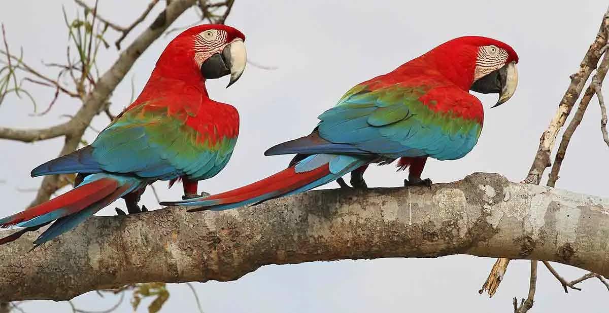 two macaws sitting