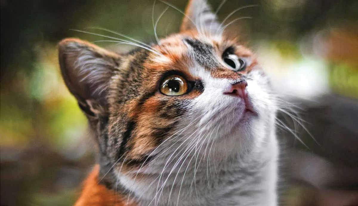 are calico cats a specific breed