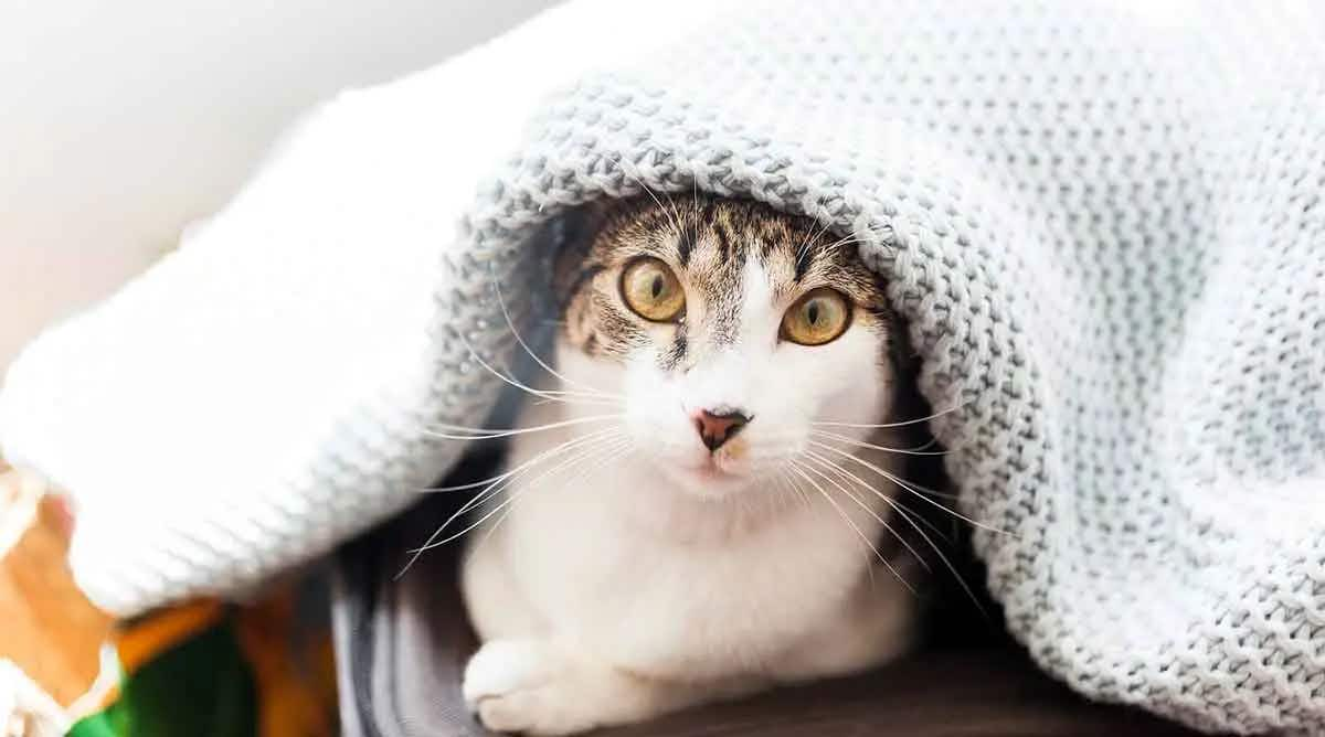 cat under blanket