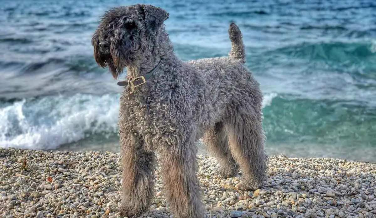 Kerry Blue Terrier Beach