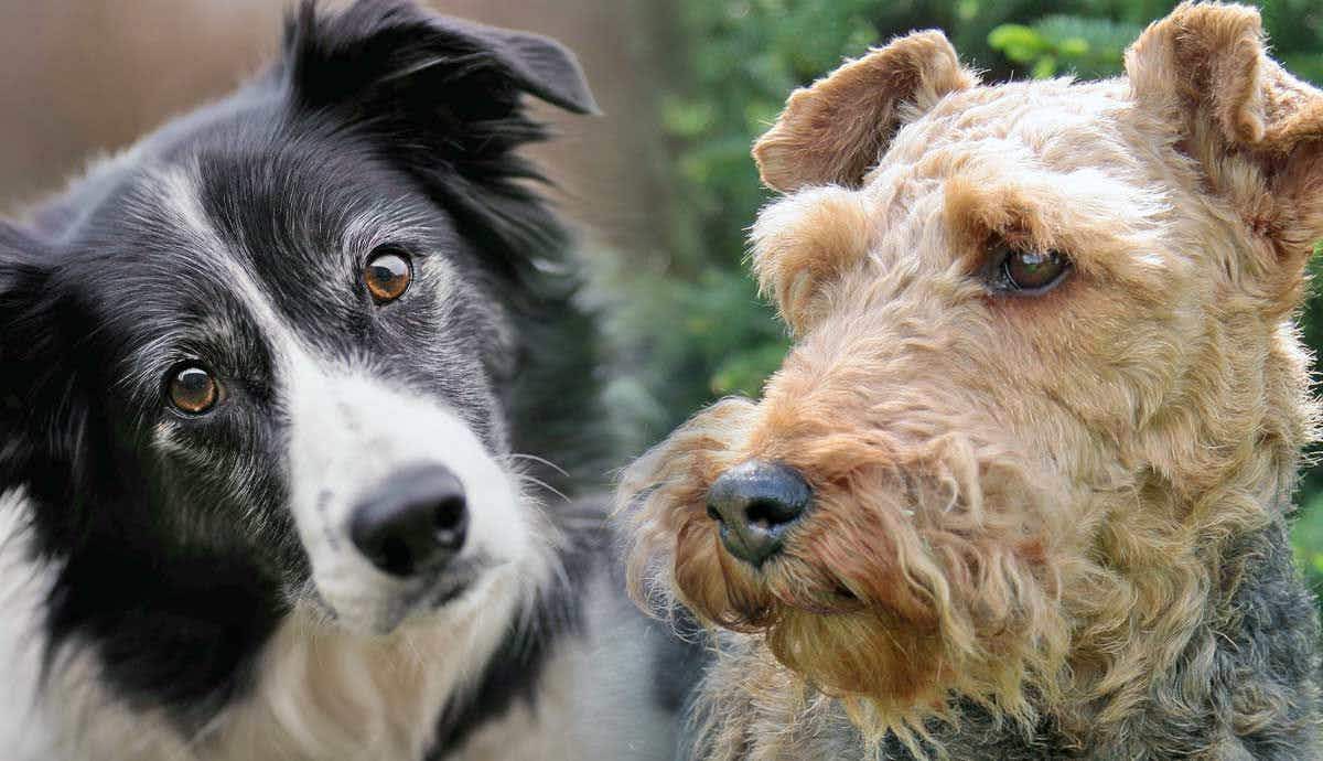 Collies vs. Terriers: What’s the Difference?