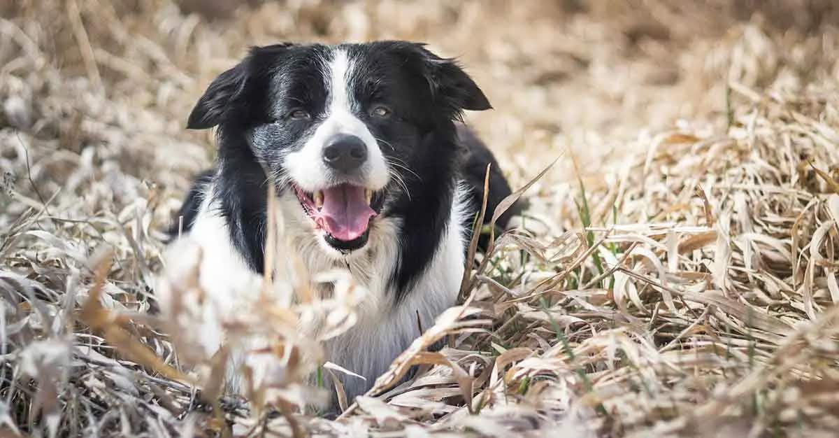 black and white border collie lying on grass
