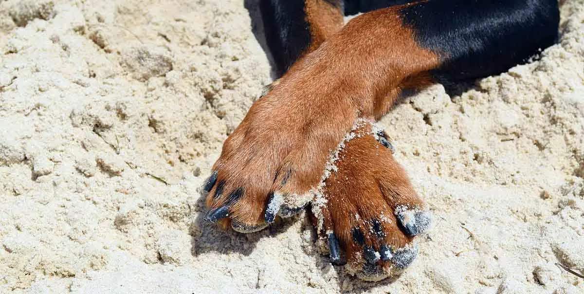 dog paws on beach