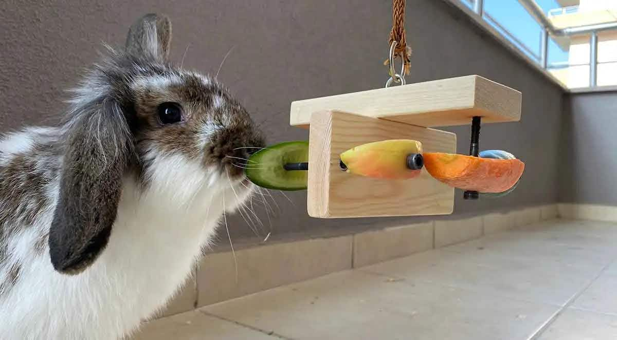 bunny rabbit with feeder toy hanging vegetables