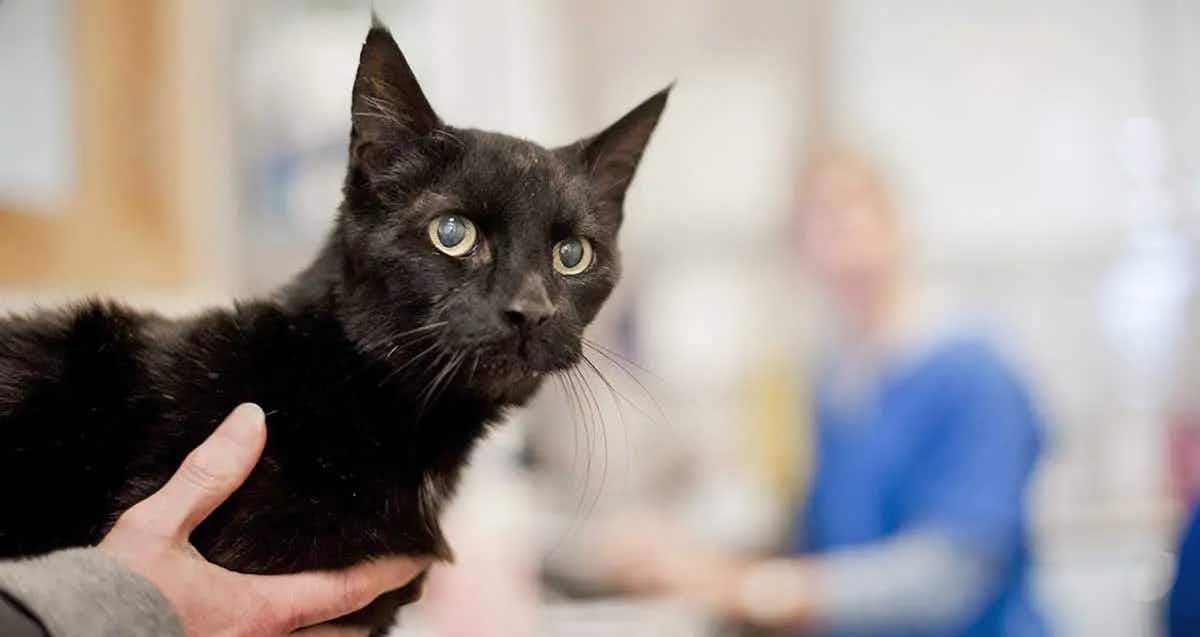 black cat at vet office