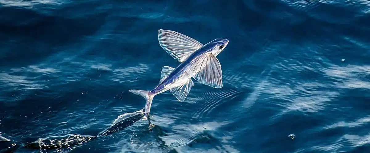 flying fish in the ocean