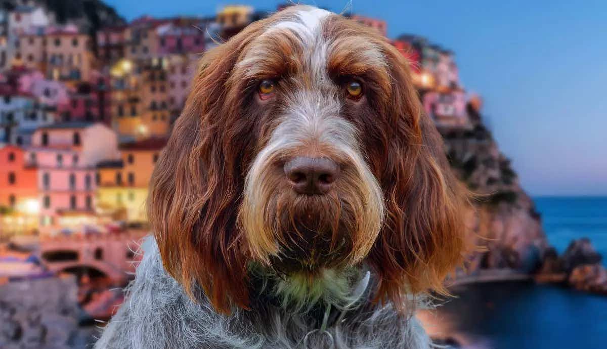 facts about spinone italiano