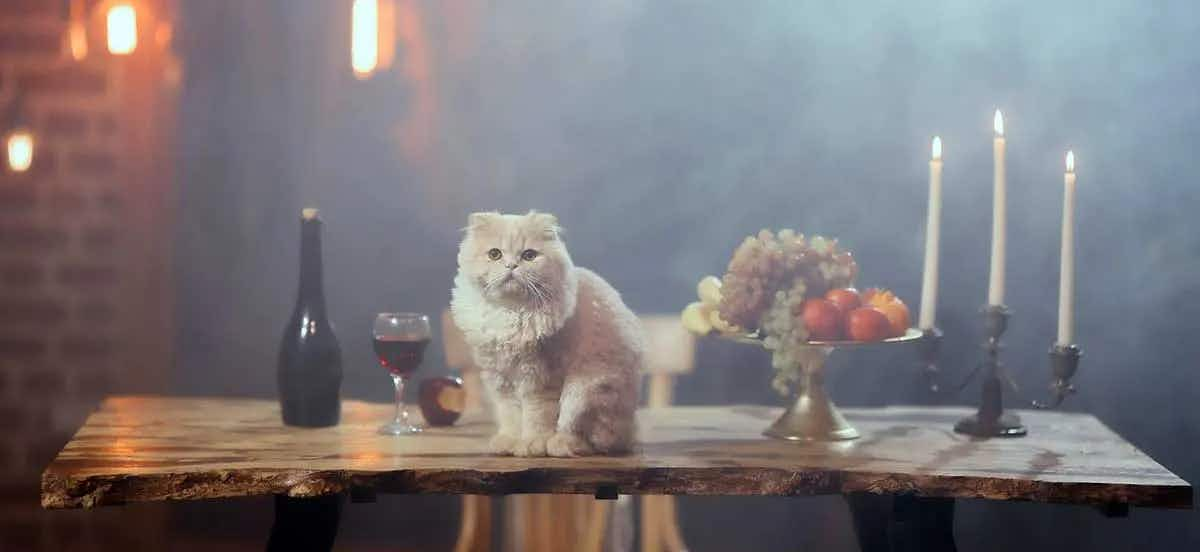 persian cat table