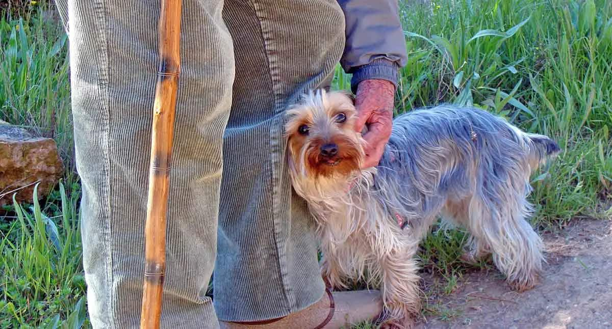 yorkie leaning against senior man