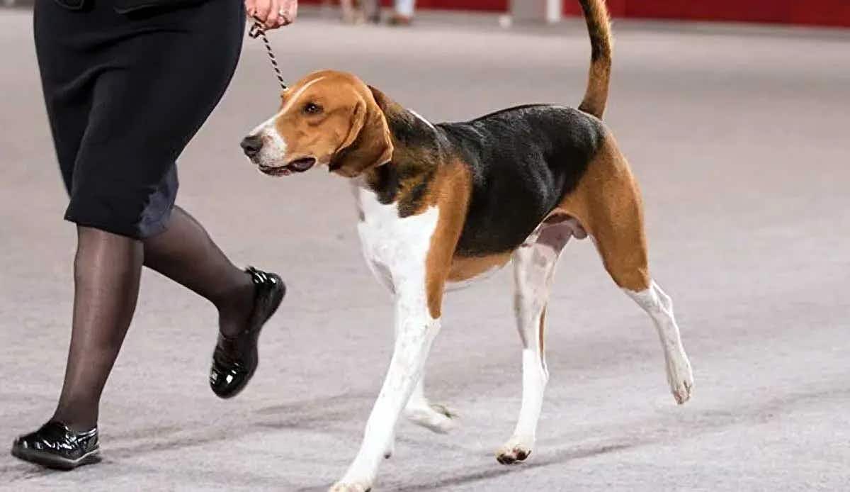 American Foxhound Dog Show