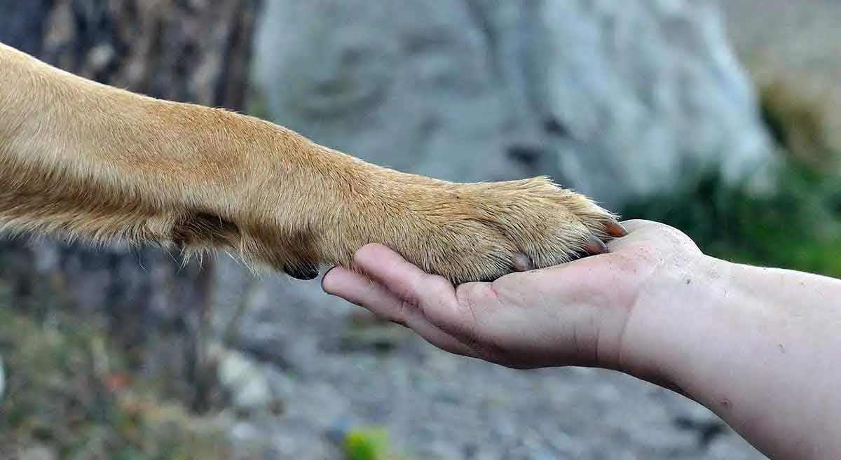 dog paw holding human hand