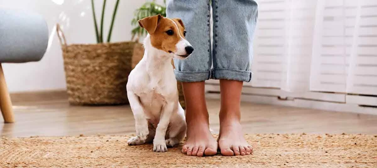 dog sitting close to feet