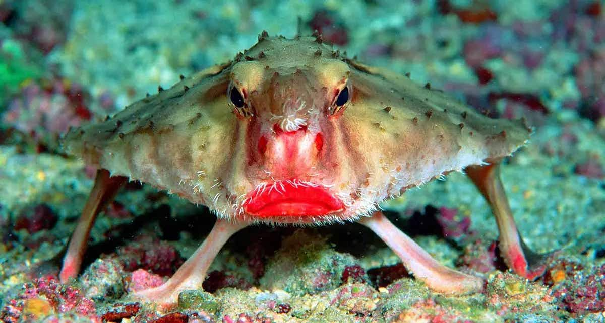 red lipped batfish