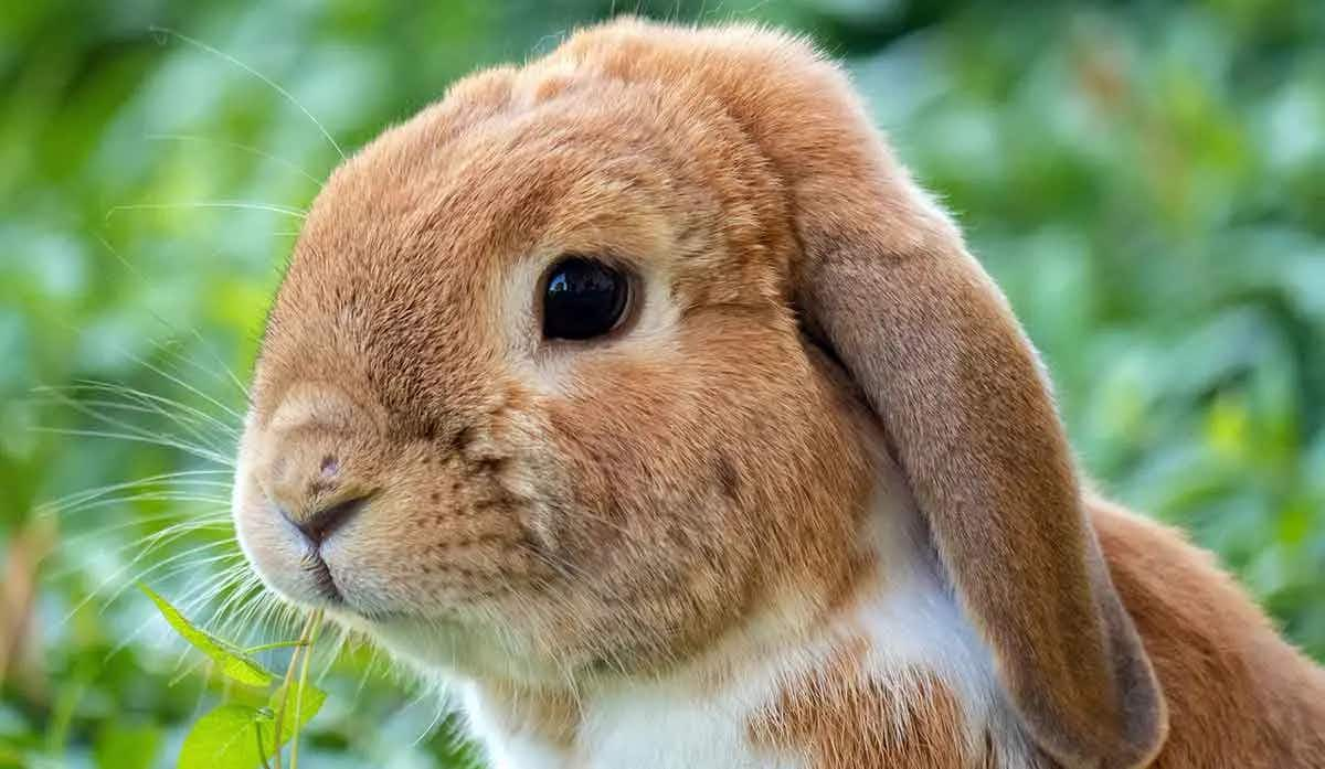 cute brown and white bunny rabbit