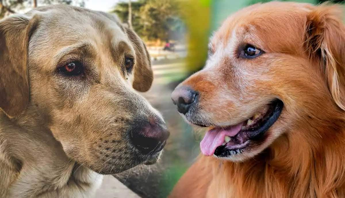 labrador retrievers vs golden retrievers difference