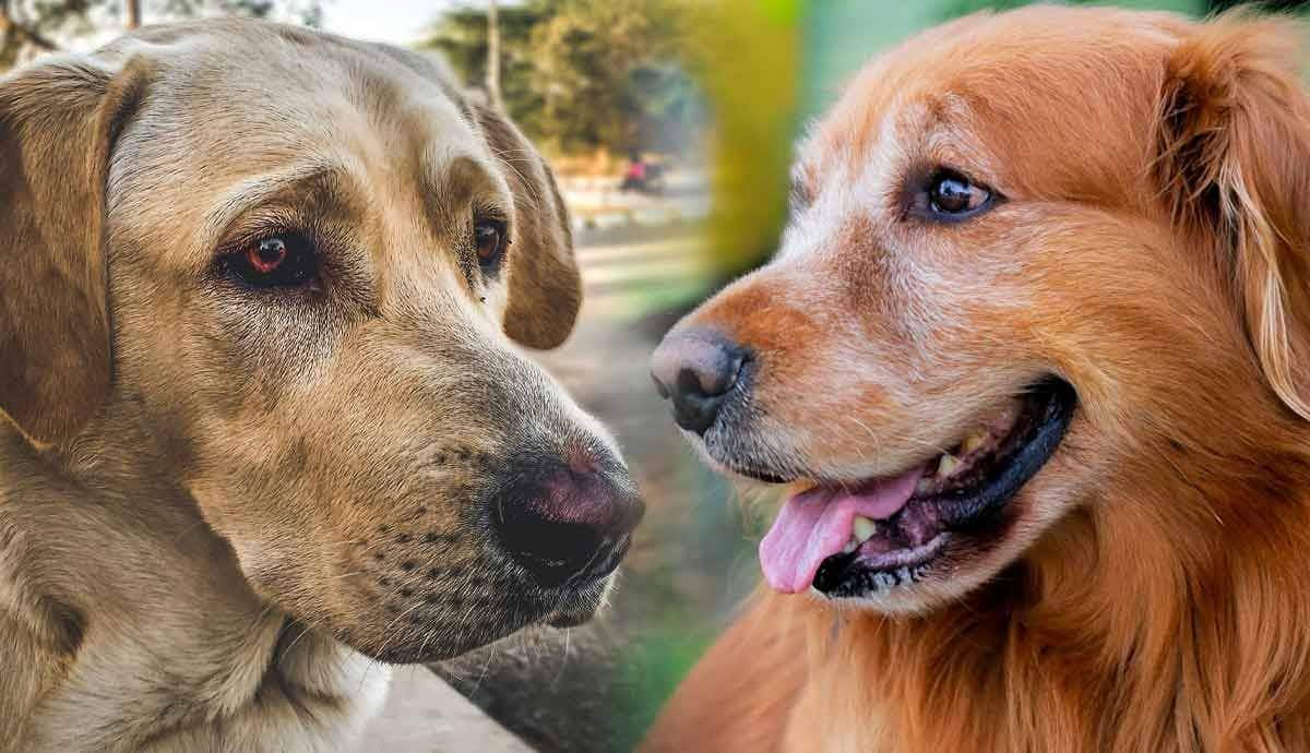 Labrador Retrievers vs. Golden Retrievers: What’s the Difference?