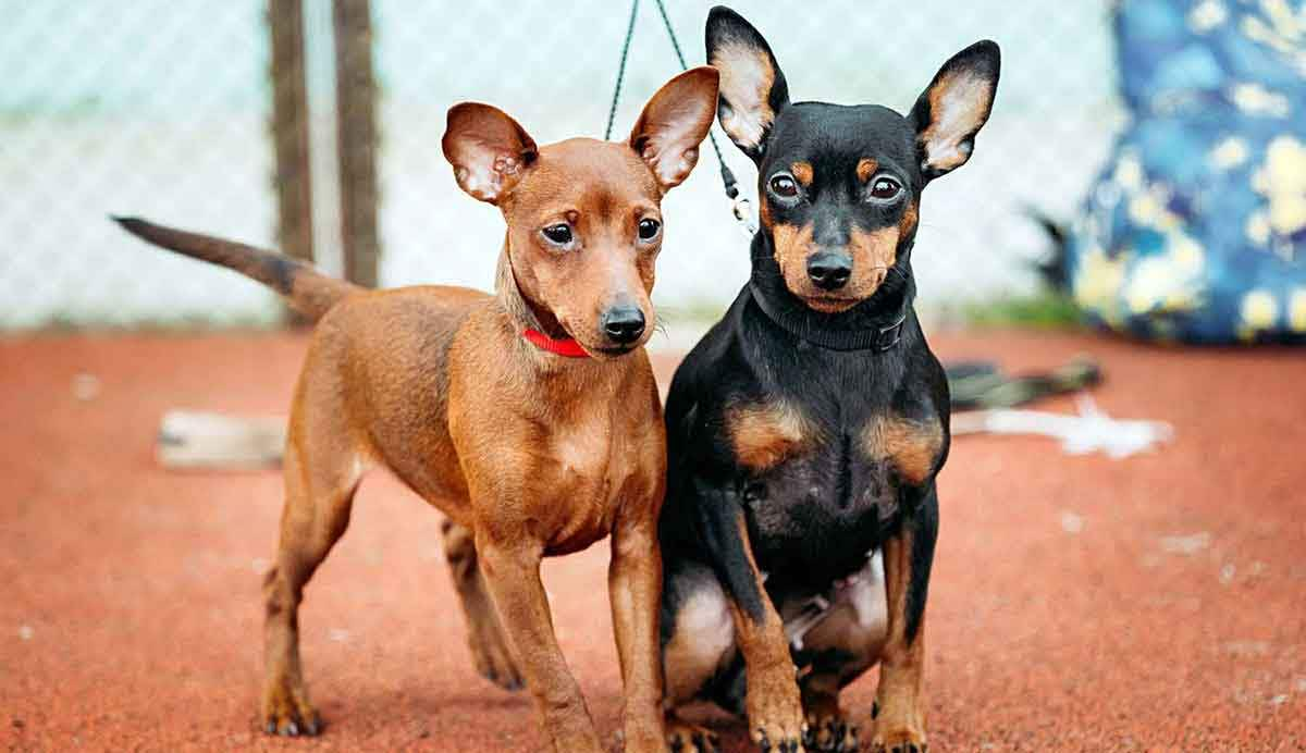 black and brown minature pinschers