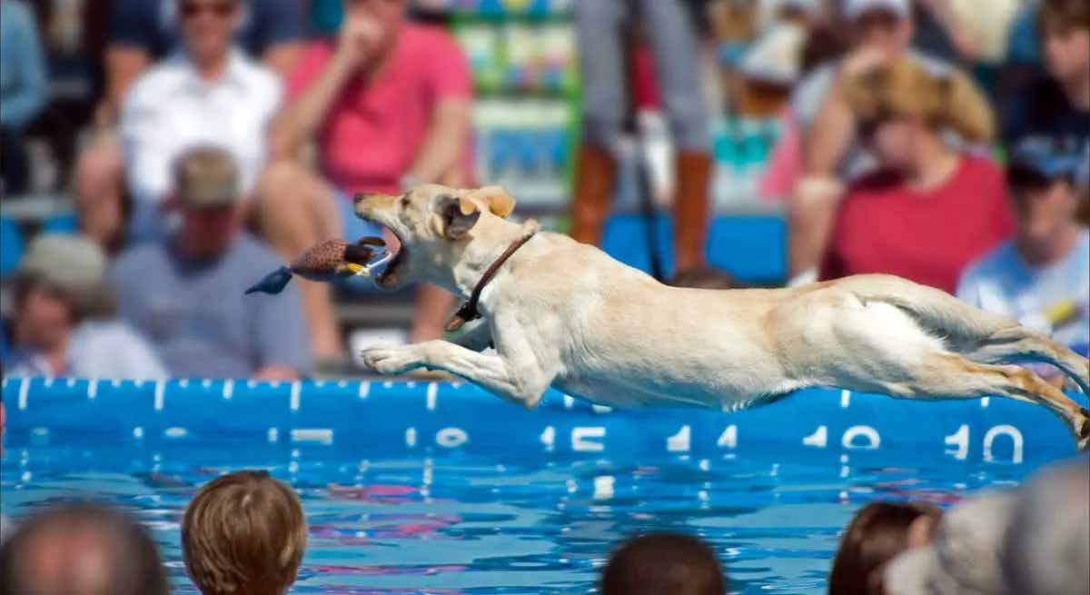 labrador retriever dog dock diving