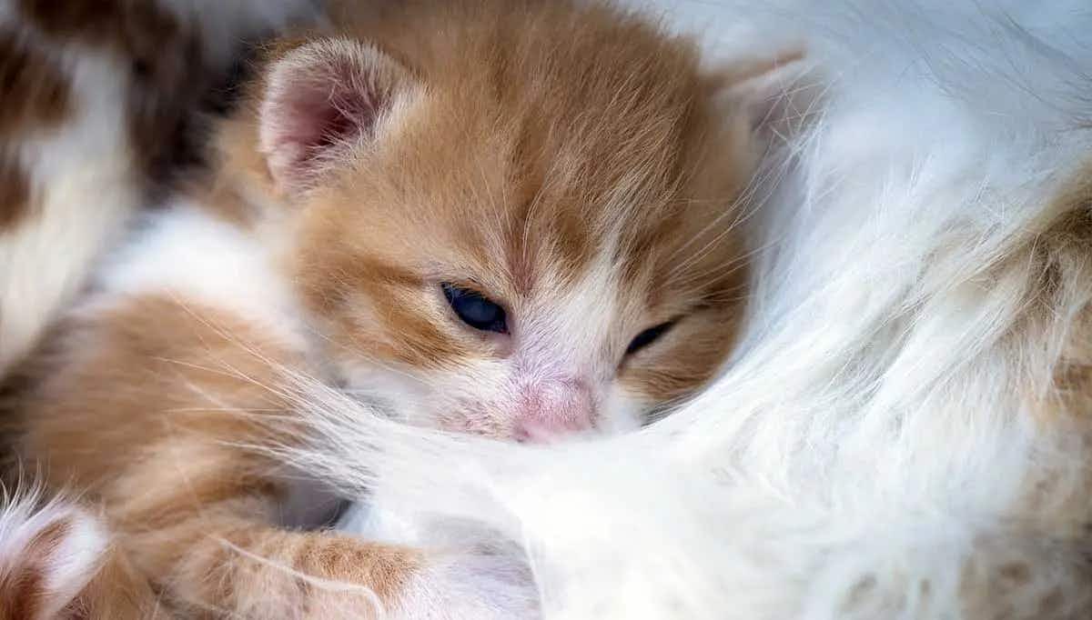 kitten snuggling with mother