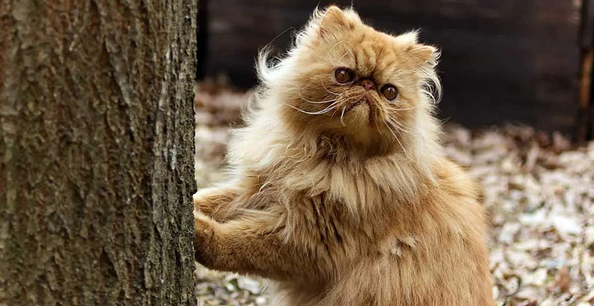 persian cat scratching tree
