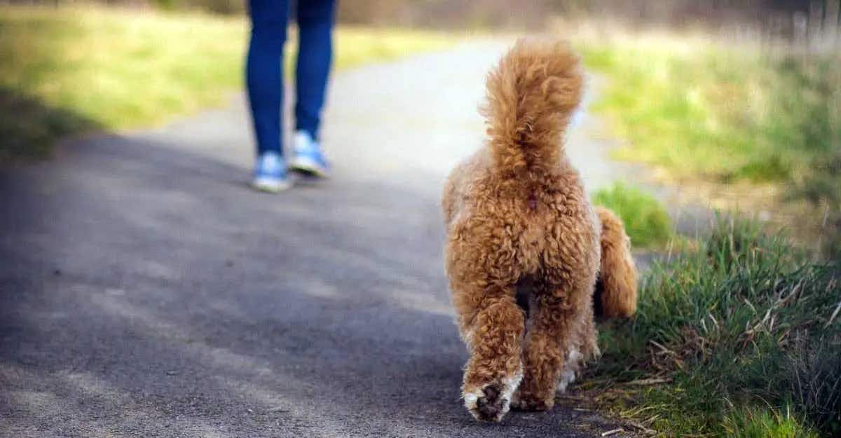 curly dog butt