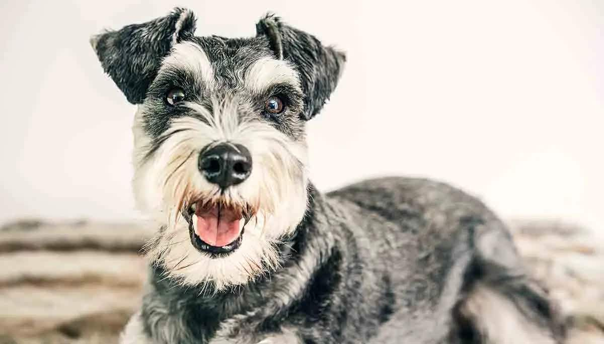 happyschnauzer