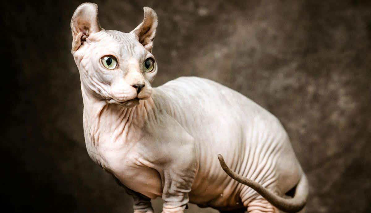 The Hairless Sphynx Cat: What to Know