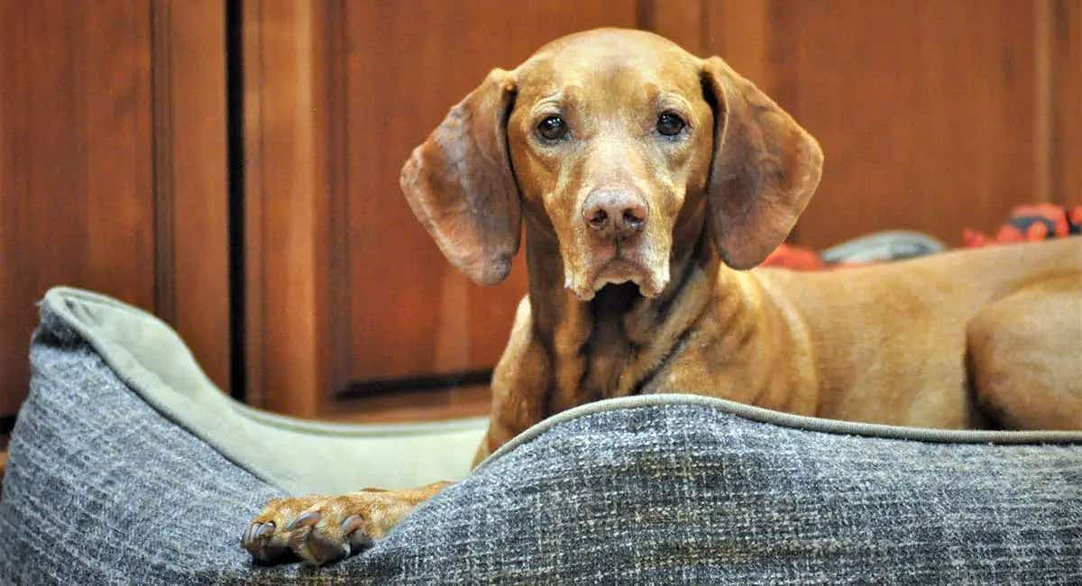 vizsla dog bed