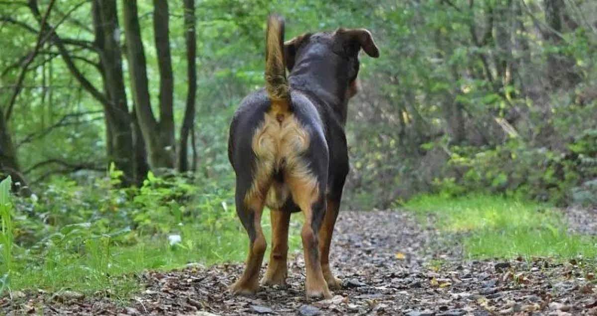 dog butt forest2
