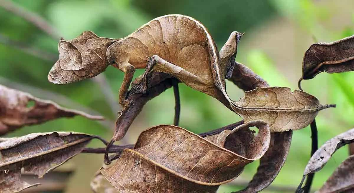 leaf tailed gecko camouflage