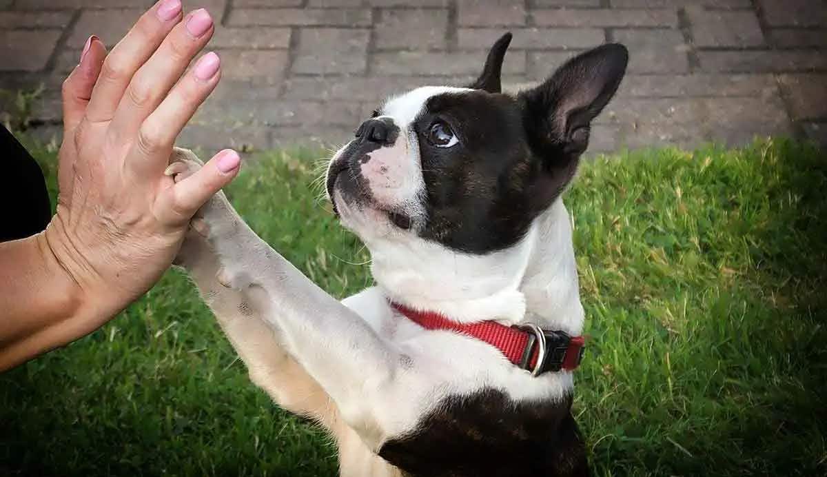 dog paws high five