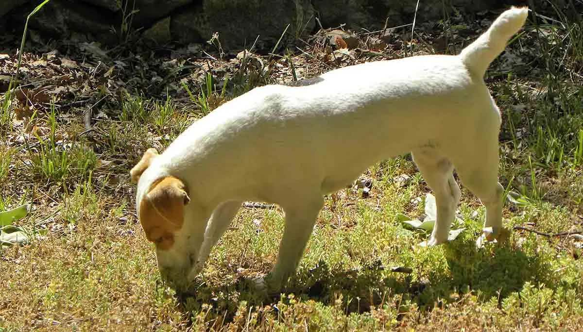 jack russell smelling 