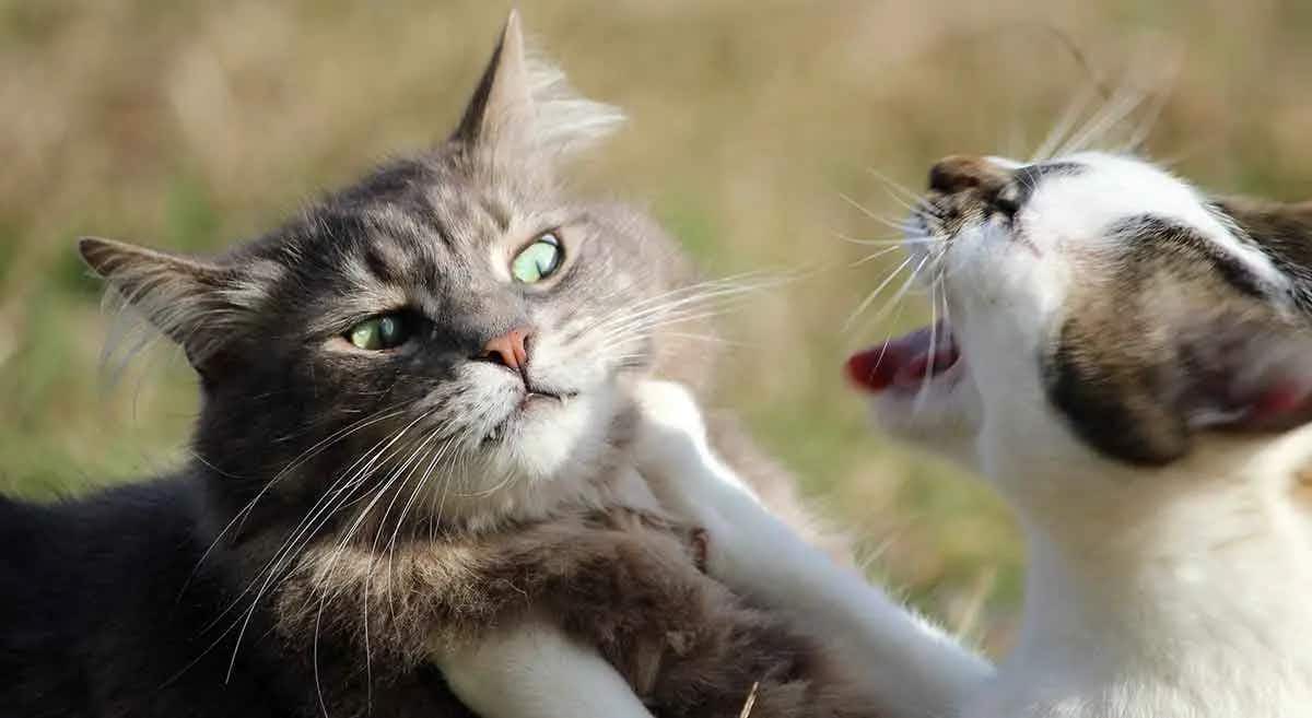 cats fight cat aggression