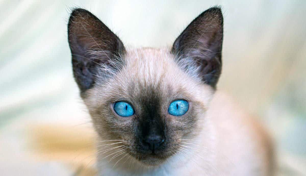 The Siamese: An Iconic Asian Domestic Cat