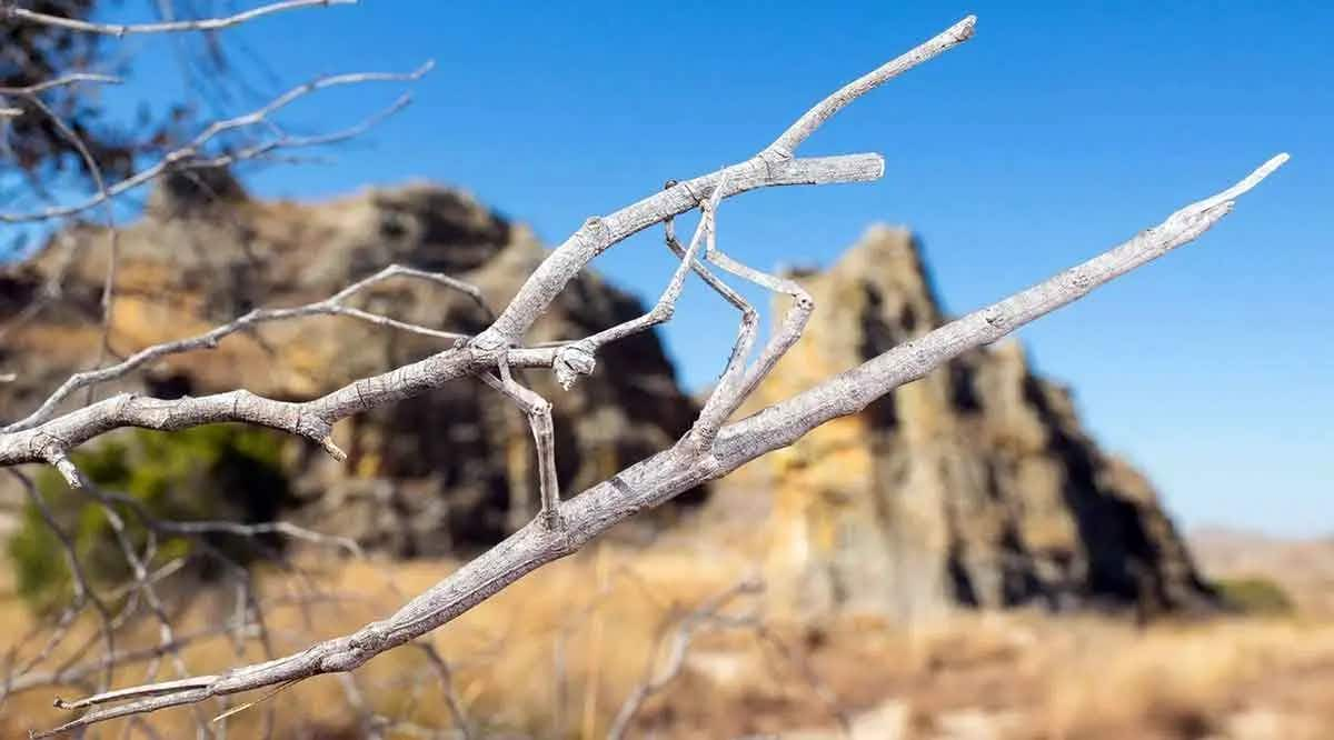 stick insect camouflage