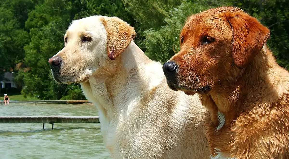 Labrador_Retrievers_yellow_and_red