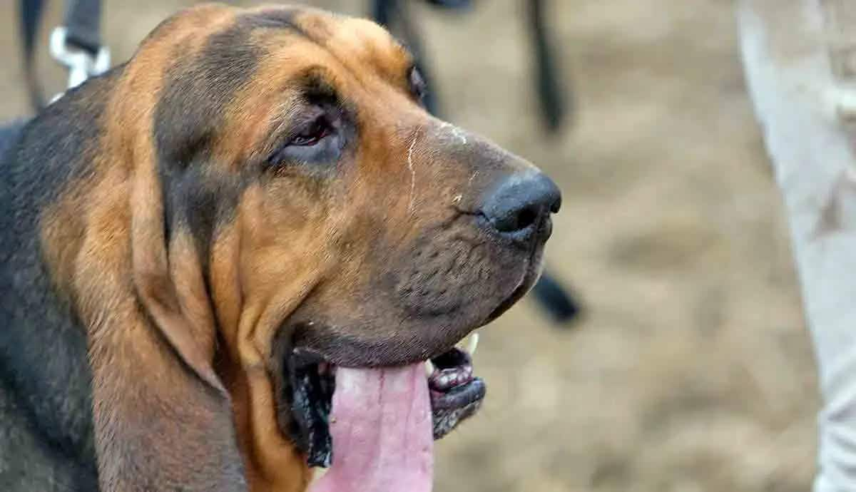 bloodhound dog