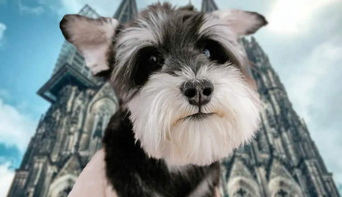 miniature schnauzers full guide