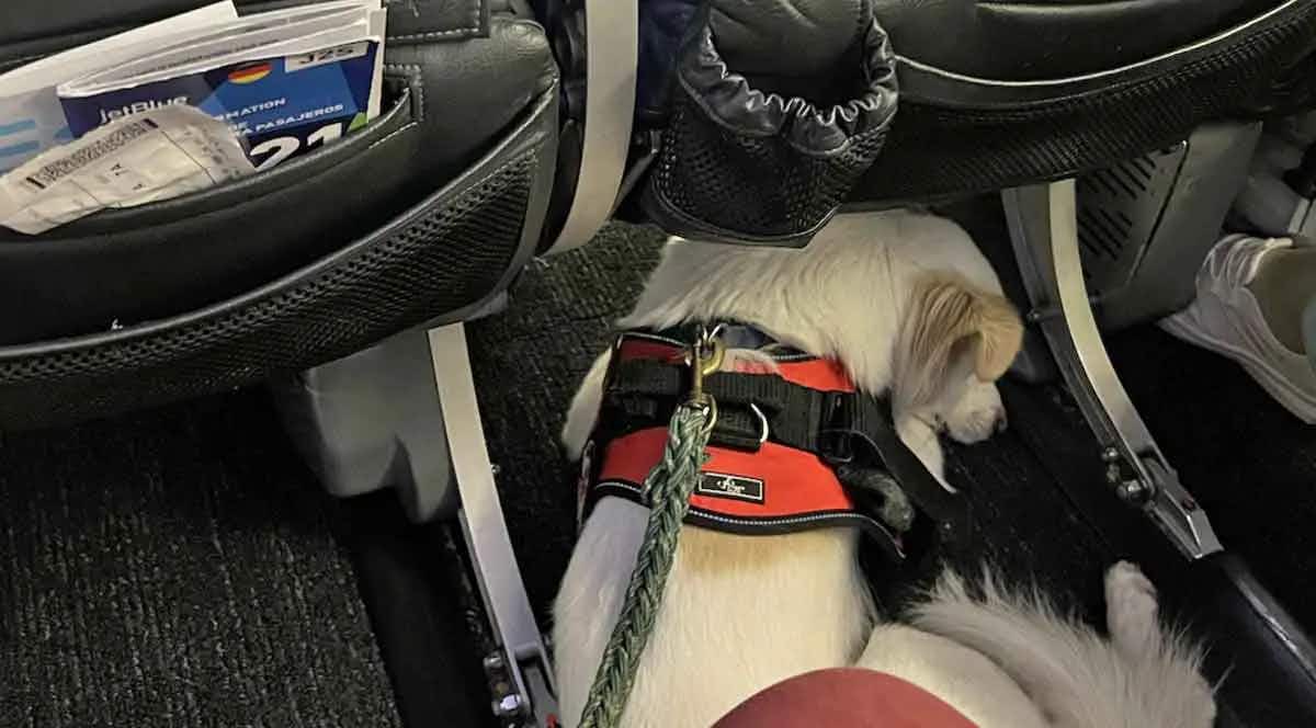 service dog on a plane