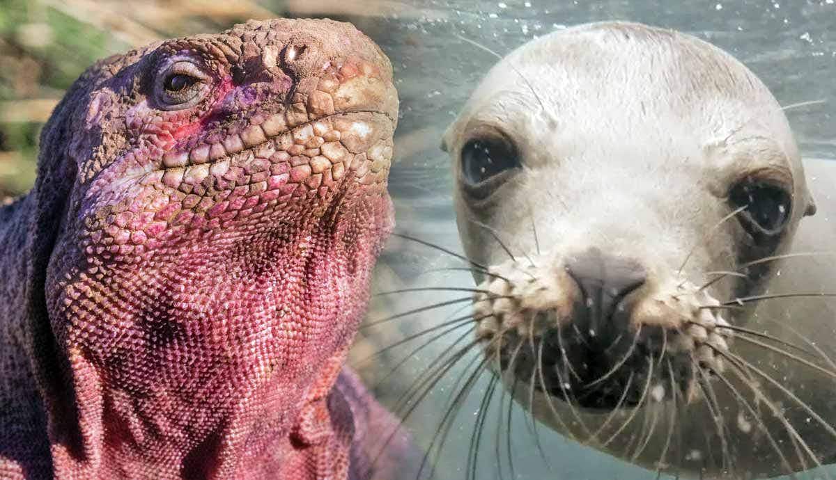 8 Amazing Animals of the Galapagos Islands