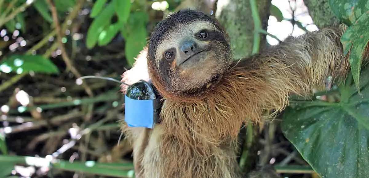 sloth with a camera on its back