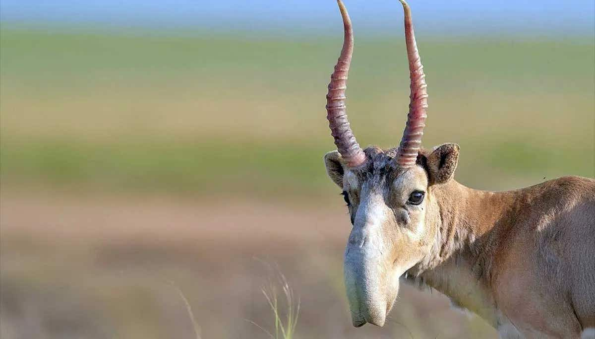 saiga antelope