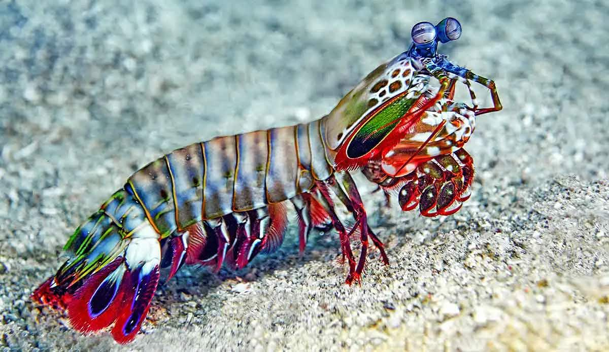 mantis shrimp striking