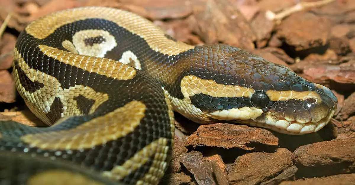 ball python up close